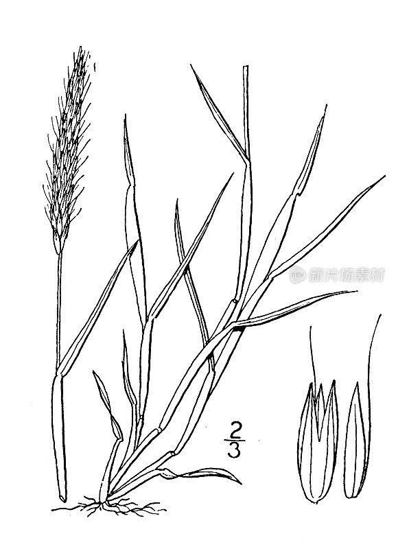 古植物学植物插图:Alopecurus agrestis, Slender Foxtail